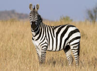 Zebra Facts | Live Science